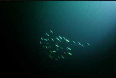 school of black and yellowtail rockfish 100 feet deep