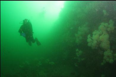 diver at base of wall