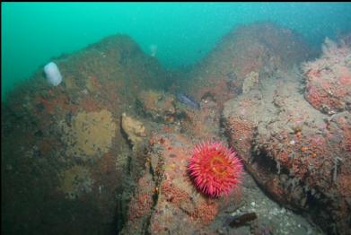 fish-eating anemone 65 feet deep