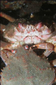MATING TANNER CRABS