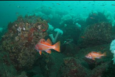 canary rockfish 75 feet deep