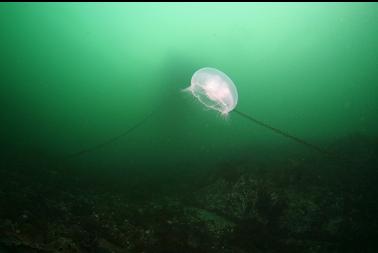 moon jelly in front of dock