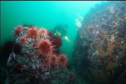 urchins on reef 