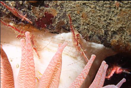 shrimp and crimson anemone