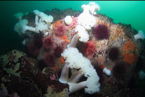 plumose anemones and urchins