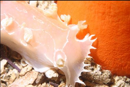 nudibranch and sea pen