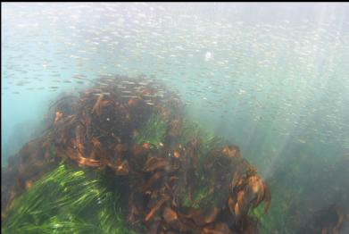 herring over kelp