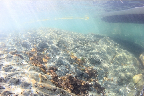 small anemones under the boat