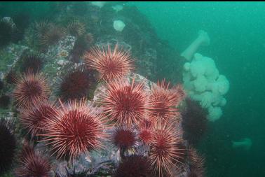 urchins and plumose anemones near wall