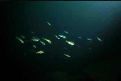 black and yellowtail rockfish