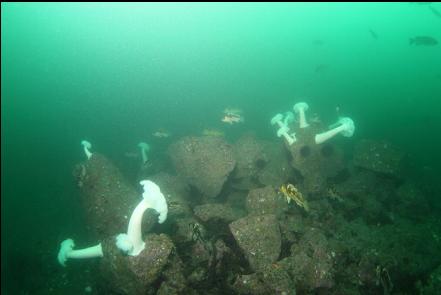 boulders out from the base of the main boulder reef