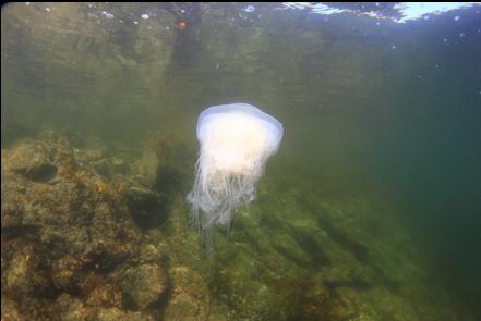 jellyfish at the surface