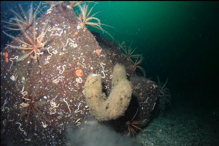 boot sponges and silt stirred up by a lingcod