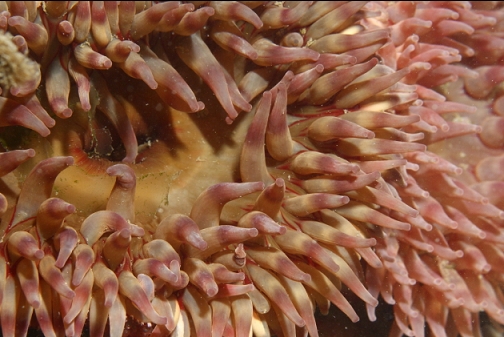 painted anemones in the bay