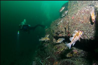 diver and rockfish on wall