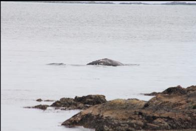 whale passing Cattle Point
