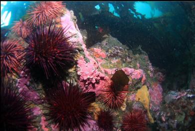 urchins and hydrocoral