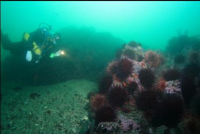 urchins on reefs above wall