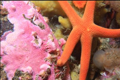 sea star and hydrocoral