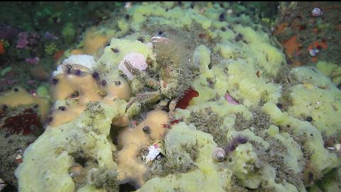 crab on sponges and tunicates