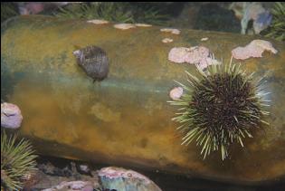 URCHIN AND SNAIL ON BOTTLE
