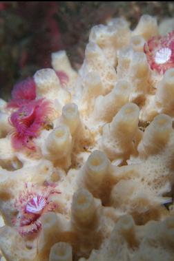 tube worms on sponge
