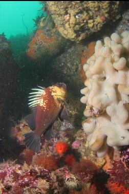 quillback rockfish next to tunicate colony
