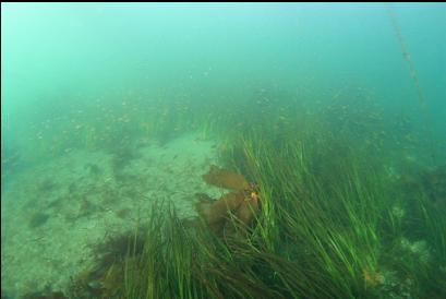small perch and eelgrass in channel between islets and shore