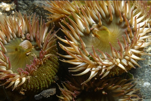 green anemones under the boat