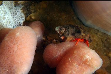 hermit crab on tunicate