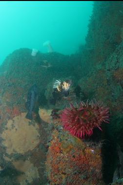 quillback and black rockfish with fish-eating anemone