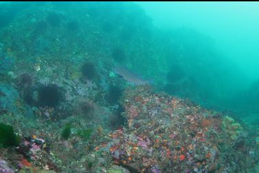 kelp greenling on shallower reefs