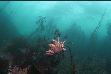 seastar on stalked kelp