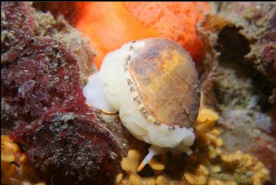 nudibranch/snail thing
