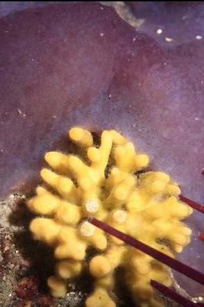 staghorn bryozoan