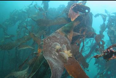 hooded nudibranchs on kelp 
