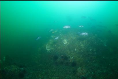 school of black rockfish 60 feet deep