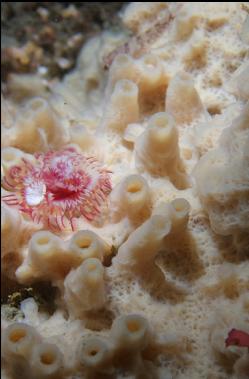 tube worms on sponge