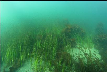 eelgrass in channel between islets and shore