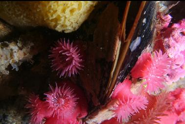 brooding anemones on California mussel