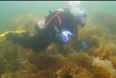bottom kelp in shallows