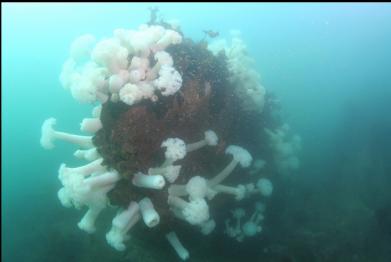 plumose anemone-covered boulder