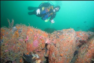quillback rockfish , etc. 70 feet deep