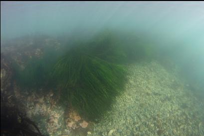 looking down at surfgrass near entry-point