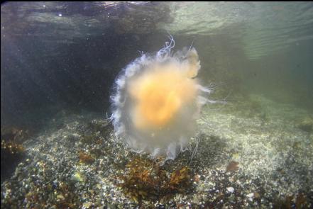 jellyfish near entry-point
