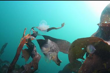 hooded nudibranchs on kelp