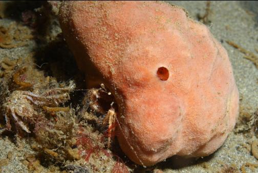 hermit crab in a sponge-covered shell