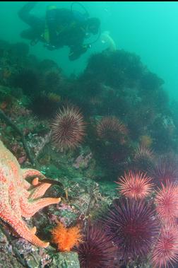 urchins and sunflower star