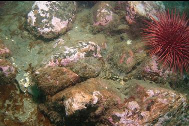 small great sculpin next to urchin