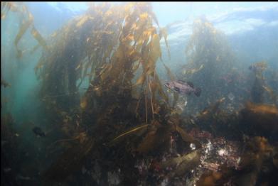 black rockfish and kelp